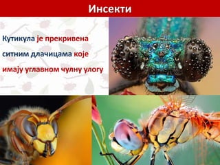Инсекти
Кутикула је прекривена
ситним длачицама које
имају углавном чулну улогу
 