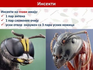 Инсекти
Инсекти на глави имају:
 1 пар антена
 1 пар сложених очију
 усни отвор окружен са 3 пара усних ножица
 