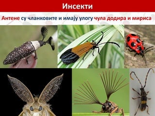 Инсекти
Антене су чланковите и имају улогу чула додира и мириса
 