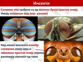 Инсекти
Сложене очи грађене су од великог броја простих очију.
Имају мозаичан вид (као ракови)
Код неких инсеката између
сложених очију има и
неколико простих очију којима
разликују светлост од таме
 