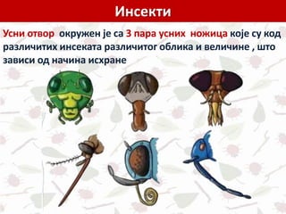 Инсекти
Усни отвор окружен је са 3 пара усних ножица које су код
различитих инсеката различитог облика и величине , што
зависи од начина исхране
 
