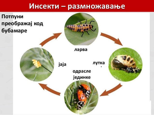 Zglavkari -insekti