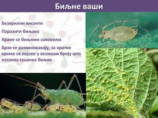 Биљне ваши
Безкрилни инсекти
Паразити биљака
Хране се биљним соковима
Брзо се размножавају, за кратко
време се појаве у великом броју што
изазива сушење биљке
 