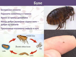 Буве
Безкрилни инсекти
Паразити животиња и човека
Хране се крвљу домаћина
Имају добро развијене задње ноге –
добри су скакачи
Преносиоци изазивача тифуса и куге
 