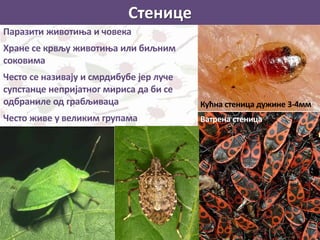 Стенице
Паразити животиња и човека
Хране се крвљу животиња или биљним
соковима
Често се називају и смрдибубе јер луче
супстанце непријатног мириса да би се
одбраниле од грабљиваца
Често живе у великим групама
Кућна стеница дужине 3-4мм
Ватрена стеница
 