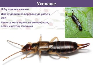Ухолаже
Ноћу активни инсекти
Име су добили по веровању да улазе у
уши
Често се могу видети на виновој лози,
лески и другим стаблима
 