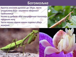 Богомољке
Крупни инсекти-дужине до 10цм, често
упадљивих боја- заштитна обојеност
Грабљивице
Назив су добиле због специфичног положаја
предњих ногу
Често женка одмах након парења убија
мужјака
 