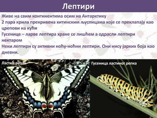 Лептири
Живе на свим континентима осим на Антарктику
2 пара крила прекривена хитинским љуспицама које се преклапају као
црепови на кући
Гусенице – ларве лептира хране се лишћем а одрасли лептири
нектаром
Неки лептири су активни ноћу-ноћни лептири. Они нису јарких боја као
дневни.
Ластин репак Гусеница ластиног репка
 