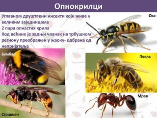 Опнокрилци
Пчела
Оса
Бумбар
Стршљен
Углавном друштвени инсекти који живе у
великим заједницама
2 пара опнастих крила
Код већине је задњи чланак на трбушном
региону преображен у жаоку- одбрана од
непријатеља
Мрав
 