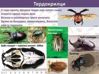 Тврдокрилци
Балегар
Буба голијат – најтежи инсект- 100гр
Буба једнорог
Кромпирова
златица
Јеленак Буба злата
2 пара крила, предња тврда која штите танка
опнаста крила којим лете
Велика и разноврсна група инсеката
Хране се биљкама, животињама, балегом
или су паразити
 