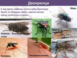 Двокрилци
1 пар крила, најбољи летачи међу инсектима
Хране се отпацима хране, трулим месом,
крвљу животиња и човека
Мува
Мува це це
Маларични комарац
Обад
Комарац
Штркаљ – полаже јаја на кожи
говеда
 
