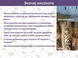 Значај инсеката
 Многи инсекти су преносиоци болести код људи и
животиња – мува це це, маларични комарац, буве,
ваши…
 Неки инсекти као нпр скакавци се у повољним
условима пренамноже. Тако многобројни наносе
огромен штете у пољопривреди
 Човек има користи од пчела од којих добијамо
мед, од лептира свилене бубе правимо свилу
 У неким деловима света инсекти се користе у
исхрани
 Од многих инсеката добијају се лековите материје
Јато скакаваца
Губар
 
