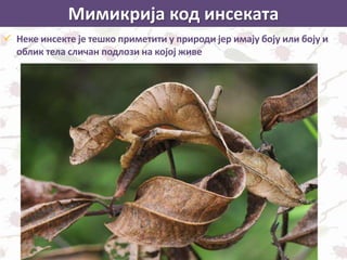 Мимикрија код инсеката
 Неке инсекте је тешко приметити у природи јер имају боју или боју и
облик тела сличан подлози на којој живе
 