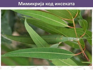 Мимикрија код инсеката
 