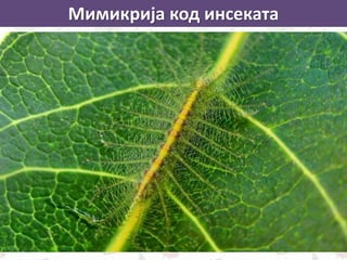 Мимикрија код инсеката
 