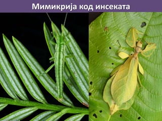 Мимикрија код инсеката
 