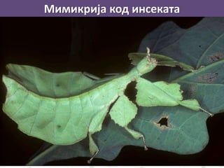 Мимикрија код инсеката
 