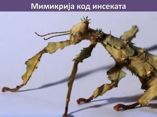 Мимикрија код инсеката
 