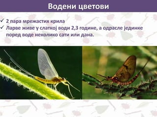 Водени цветови
 2 пара мрежастих крила
 Ларве живе у слаткој води 2,3 године, а одрасле јединке
поред воде неколико сати или дана.
 