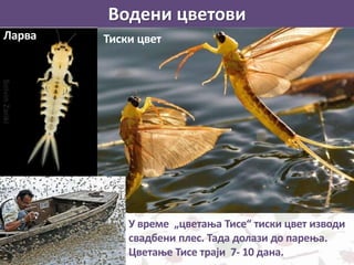 Водени цветови
Тиски цвет
У време „цветања Тисе“ тиски цвет изводи
свадбени плес. Тада долази до парења.
Цветање Тисе траји 7- 10 дана.
Ларва
 