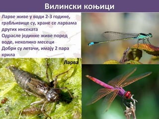 Вилински коњици
Ларве живе у води 2-3 године,
грабљивице су, хране се ларвама
других инсеката
Одрасле јединке живе поред
воде, неколико месеци
Добри су летачи, имају 2 пара
крила
Ларва
 