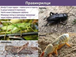 Правикрилци
Имају 2 пара крила – горња уска и чврста
и доња широка и мрежаста
Често живе у великим групама
Мужјаци попца и зрикавца производе
звуке којима дозивају женке
попац
ровац
зрикавац
скакавац
 
