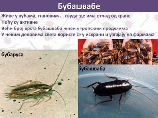 Бубашвабе
Живе у кућама, становим … свуда где има отпад од хране
Ноћу су активне
Већи број врста бубашваба живи у тропским пределима
У неким деловима света користе се у исхрани и узгајају на фармама
бубаруса
бубашваба
 