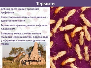 Термити
Већина врста живи у тропским
крајецима
Живе у организованим заједницама –
друштвени инсекти
Термитњак праве од земље коју лепе
пљувачком
Заједницу може да чини и више
милиона јединки,постоји подела рада
у заједници слично као код пчела и
мрава
термитњак
 