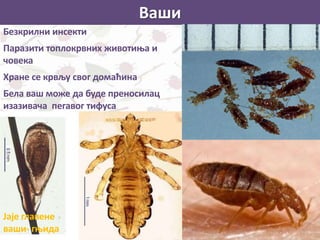 Ваши
Безкрилни инсекти
Паразити топлокрвних животиња и
човека
Хране се крвљу свог домаћина
Бела ваш може да буде преносилац
изазивача пегавог тифуса
Јаје главене
ваши- гњида
 