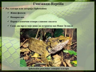  Род туатара или хатерија (Sphenodon)
 Живи фосили
 Непарно око
 Парни слепоочни отвори главеног скелета
 Само две врсте које живе на острвима око Новог Зеланда
Гмизавци-Reptilia
Sphenodon punctatus- северна туатара
 