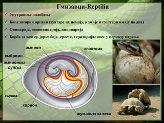  Унутрашње оплођење
 Копулаторни органи (туатаре их немају, а змије и гуштери имају по два)
 Овипарија, ововивипарија, вивипарија
 Борба за женку, јарке боје, кресте, територијалност у периоду парења
Гмизавци-Reptilia
 