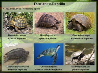  Ред корњача (Testudines)-врсте
Гмизавци-Reptilia
Testudo hermanni
шумска корњача
Testudo graeca
грчка корњача
Geochelone nigra
галапагоска корњача
Dermochelys coriacea
кожаста корњача
Chelonia mydas
велика морска корњача
Mauremys rivulata
речна корњача
 