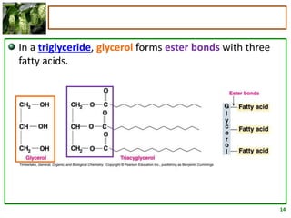 14
In a triglyceride, glycerol forms ester bonds with three
fatty acids.
 