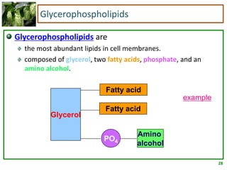 28
Glycerophospholipids
Glycerophospholipids are
the most abundant lipids in cell membranes.
composed of glycerol, two fatty acids, phosphate, and an
amino alcohol.
Glycerol
PO4
Amino
alcohol
Fatty acid
Fatty acid
example
 