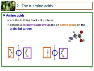 35
2. The α-amino acids
Amino acids
are the building blocks of proteins.
contain a carboxylic acid group and an amino group on the
alpha () carbon.
 