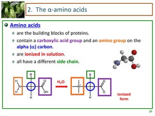 37
2. The α-amino acids
Amino acids
are the building blocks of proteins.
contain a carboxylic acid group and an amino group on the
alpha () carbon.
are ionized in solution.
all have a different side chain.
H2O
ionized
form
 