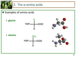 38
2. The α-amino acids
Examples of amino acids
glycine
alanine
 
