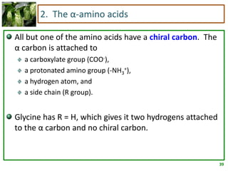 39
2. The α-amino acids
All but one of the amino acids have a chiral carbon. The
α carbon is attached to
a carboxylate group (COO-),
a protonated amino group (-NH3
+),
a hydrogen atom, and
a side chain (R group).
Glycine has R = H, which gives it two hydrogens attached
to the α carbon and no chiral carbon.
 