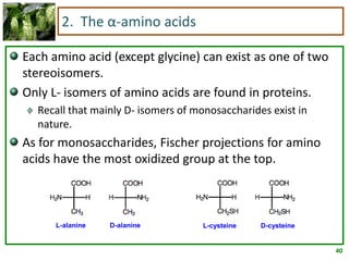 40
2. The α-amino acids
Each amino acid (except glycine) can exist as one of two
stereoisomers.
Only L- isomers of amino acids are found in proteins.
Recall that mainly D- isomers of monosaccharides exist in
nature.
As for monosaccharides, Fischer projections for amino
acids have the most oxidized group at the top.
L-alanine D-alanine L-cysteine D-cysteine
 