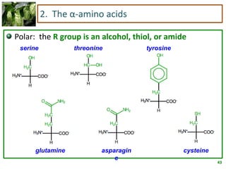 43
2. The α-amino acids
Polar: the R group is an alcohol, thiol, or amide
serine threonine tyrosine
cysteineasparagin
e
glutamine
 
