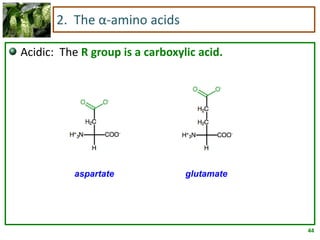 44
2. The α-amino acids
Acidic: The R group is a carboxylic acid.
aspartate glutamate
 