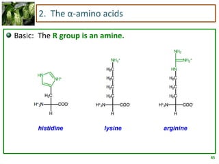 45
2. The α-amino acids
Basic: The R group is an amine.
histidine argininelysine
 