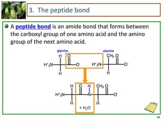 46
3. The peptide bond
A peptide bond is an amide bond that forms between
the carboxyl group of one amino acid and the amino
group of the next amino acid.
glycine alanine
+ H2O
 