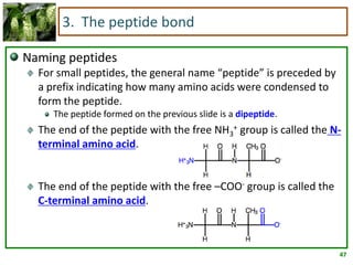 47
3. The peptide bond
Naming peptides
For small peptides, the general name “peptide” is preceded by
a prefix indicating how many amino acids were condensed to
form the peptide.
The peptide formed on the previous slide is a dipeptide.
The end of the peptide with the free NH3
+ group is called the N-
terminal amino acid.
The end of the peptide with the free –COO- group is called the
C-terminal amino acid.
 