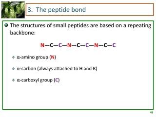 49
3. The peptide bond
The structures of small peptides are based on a repeating
backbone:
N—C—C—N—C—C—N—C—C
α-amino group (N)
α-carbon (always attached to H and R)
α-carboxyl group (C)
 
