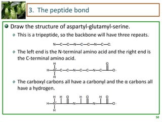 50
3. The peptide bond
Draw the structure of aspartyl-glutamyl-serine.
This is a tripeptide, so the backbone will have three repeats.
The left end is the N-terminal amino acid and the right end is
the C-terminal amino acid.
The carboxyl carbons all have a carbonyl and the α carbons all
have a hydrogen.
 