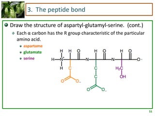 51
3. The peptide bond
Draw the structure of aspartyl-glutamyl-serine. (cont.)
Each α carbon has the R group characteristic of the particular
amino acid.
aspartame
glutamate
serine
 