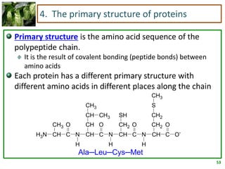 53
4. The primary structure of proteins
Primary structure is the amino acid sequence of the
polypeptide chain.
It is the result of covalent bonding (peptide bonds) between
amino acids
Each protein has a different primary structure with
different amino acids in different places along the chain
CH3
SH
CH2
CH3
S
CH2
CH2CH O
O-
CCH
H
N
O
CCH
H
N
O
CCH
H
N
O
CCHH3N
CH3
CH3CH
Ala─Leu─Cys─Met
 
