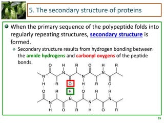 55
5. The secondary structure of proteins
When the primary sequence of the polypeptide folds into
regularly repeating structures, secondary structure is
formed.
Secondary structure results from hydrogen bonding between
the amide hydrogens and carbonyl oxygens of the peptide
bonds.
 