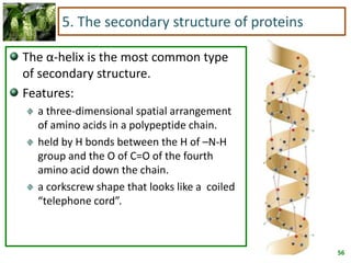 56
5. The secondary structure of proteins
The α-helix is the most common type
of secondary structure.
Features:
a three-dimensional spatial arrangement
of amino acids in a polypeptide chain.
held by H bonds between the H of –N-H
group and the O of C=O of the fourth
amino acid down the chain.
a corkscrew shape that looks like a coiled
“telephone cord”.
 